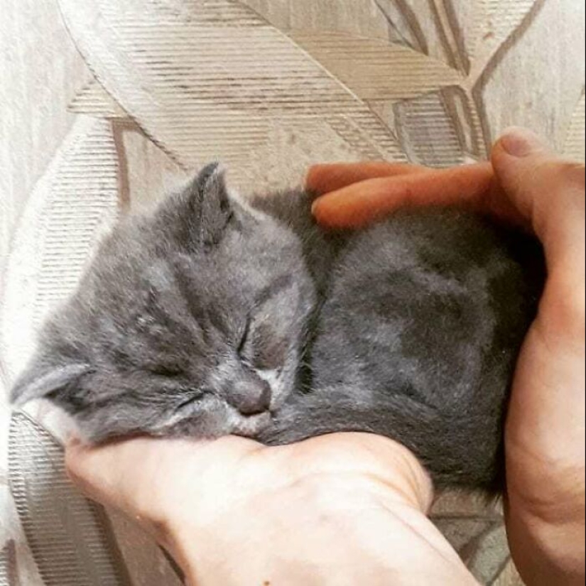 Un gato con aspecto ridículo continúa robando el corazón de las personas en línea y también ayuda a 10 animales protegidos Un gato con aspecto ridículo continúa robando el corazón de las personas en línea y también ayuda a 10 animales protegidos