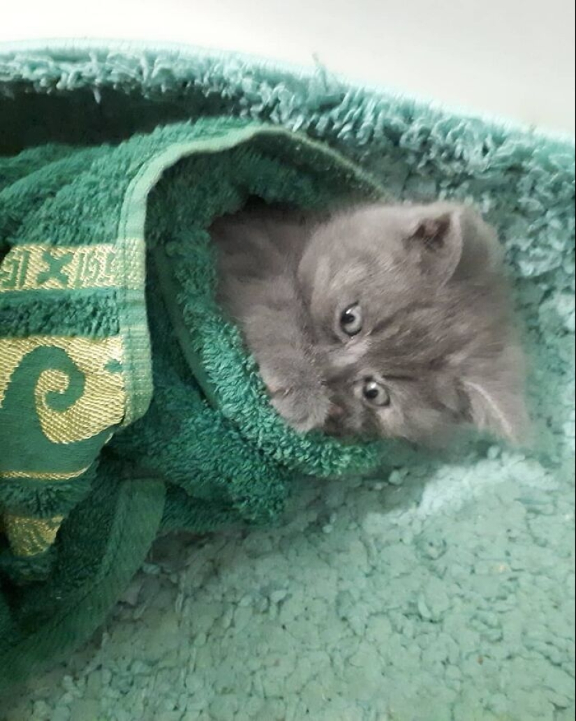 Un gato con aspecto ridículo continúa robando el corazón de las personas en línea y también ayuda a 10 animales protegidos Un gato con aspecto ridículo continúa robando el corazón de las personas en línea y también ayuda a 10 animales protegidos