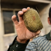 Un granjero chino descubre un verdadero tesoro en la vesícula biliar de un cerdo