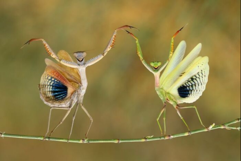 Una década de lo mejor de la naturaleza: 12 fotografías ganadoras de la categoría “Belleza de la naturaleza” de los premios Siena