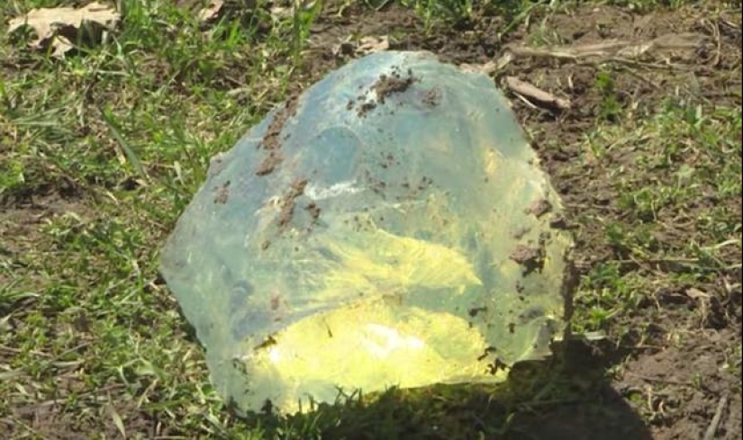 Unusual finds in the courts of ordinary people: Ferrari racing, mammoth bones, and more