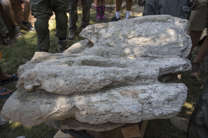 Unusual finds in the courts of ordinary people: Ferrari racing, mammoth bones, and more