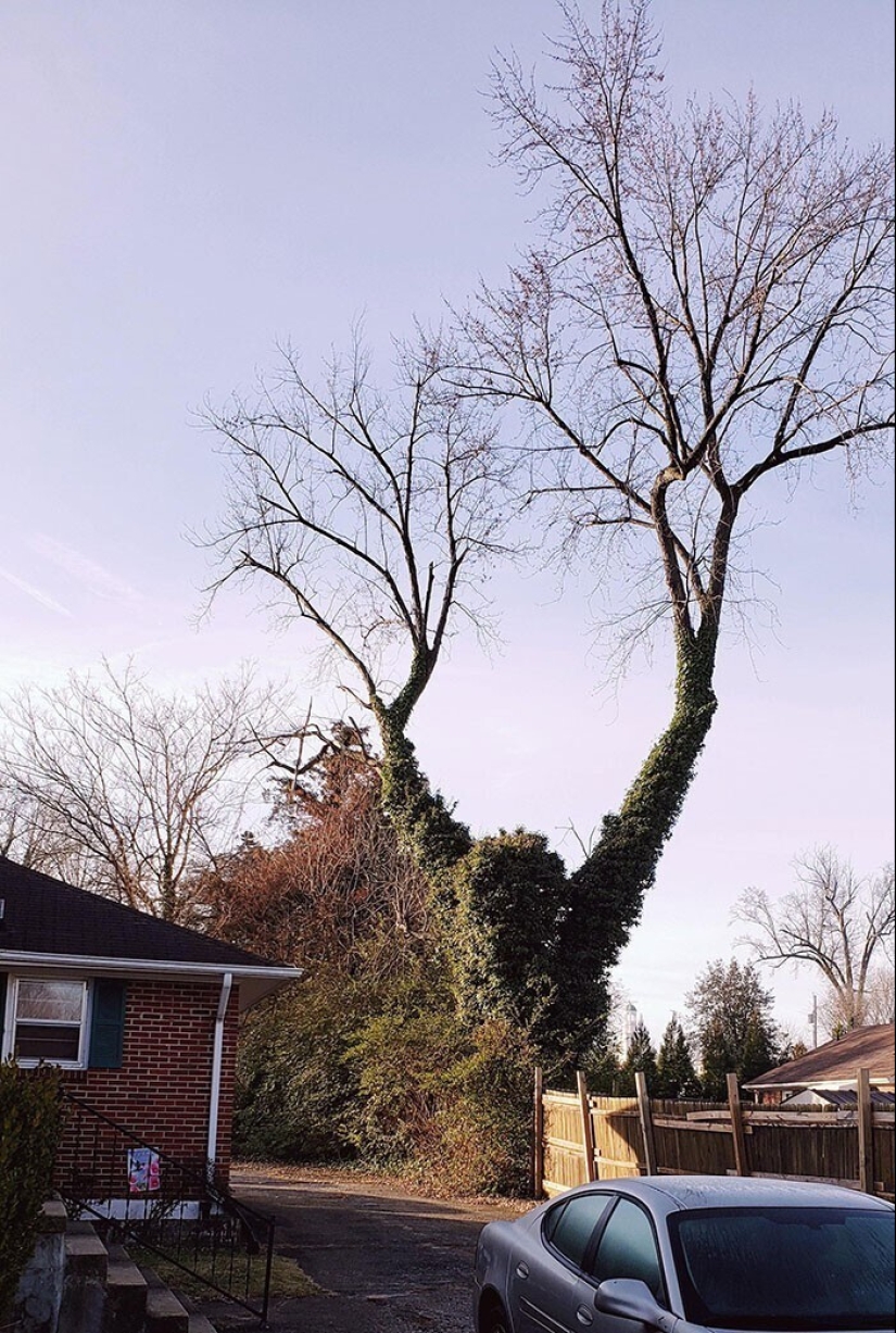 "Veo caras": más de 20 fotos engañosas que tendrás que mirar dos veces "Veo caras": más de 20 fotos engañosas que tendrás que mirar dos veces