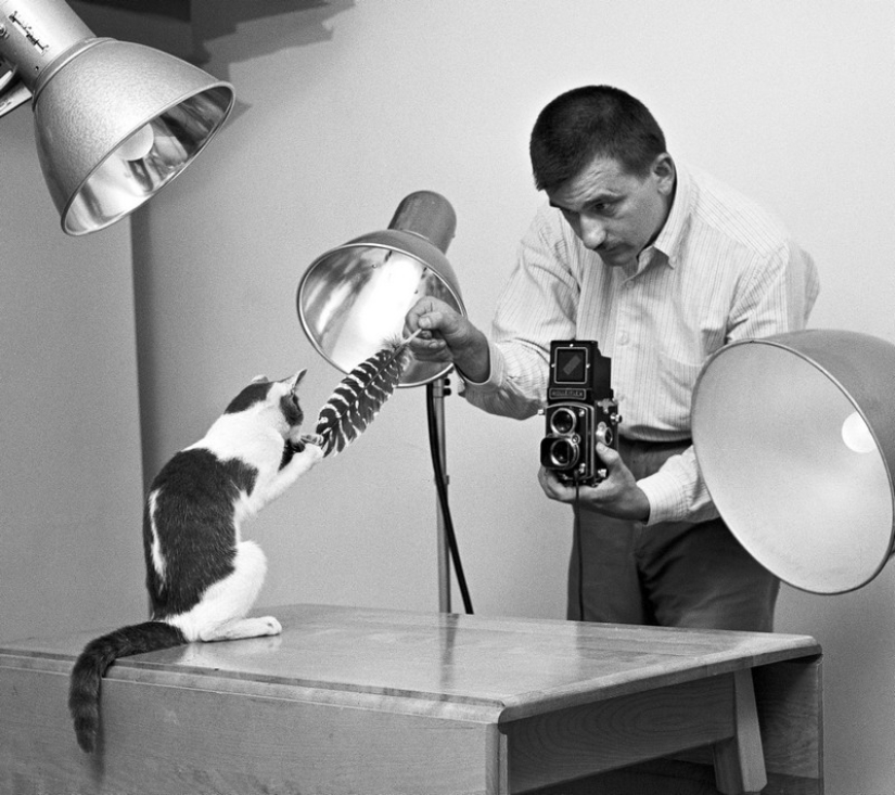 Walter Chandoha es un hombre que ha estado fotografiando gatos durante 70 años