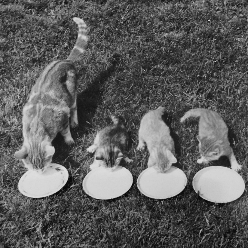 Walter Chandoha es un hombre que ha estado fotografiando gatos durante 70 años