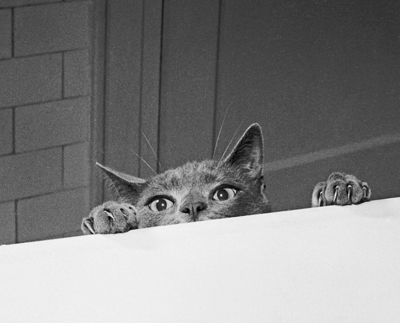 Walter Chandoha es un hombre que ha estado fotografiando gatos durante 70 años