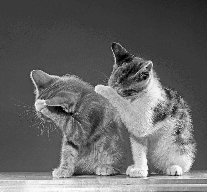 Walter Chandoha es un hombre que ha estado fotografiando gatos durante 70 años