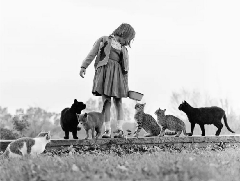 Walter Chandoha es un hombre que ha estado fotografiando gatos durante 70 años