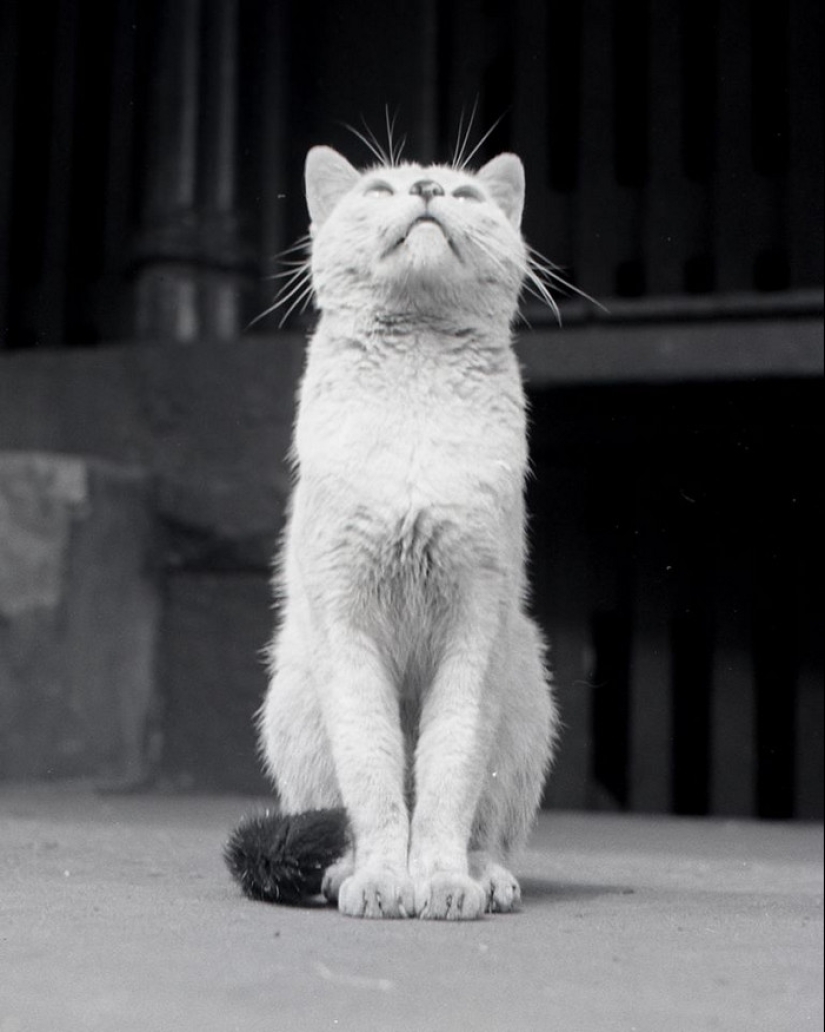Walter Chandoha es un hombre que ha estado fotografiando gatos durante 70 años