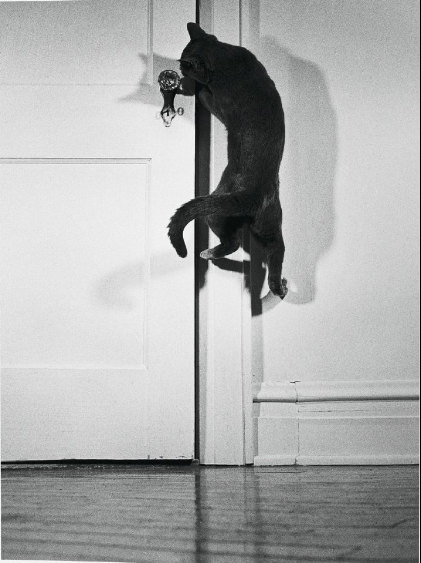 Walter Chandoha es un hombre que ha estado fotografiando gatos durante 70 años