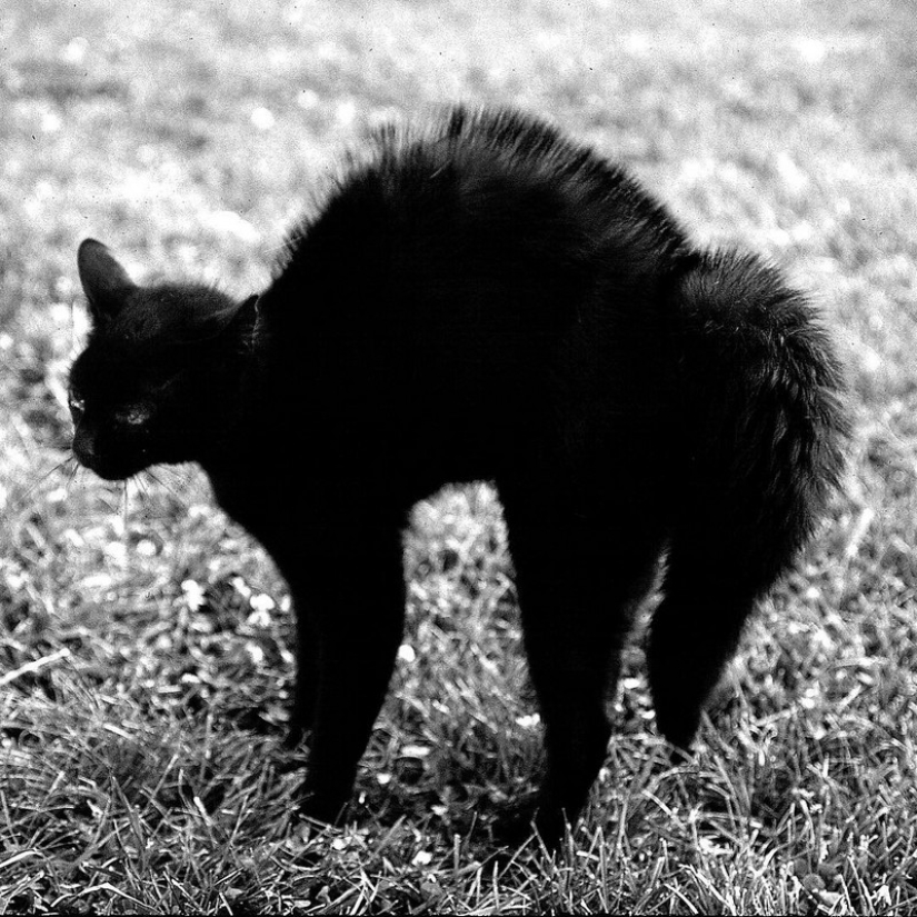 Walter Chandoha is a man who has been photographing cats for 70 years