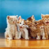 Walter Chandoha is a man who has been photographing cats for 70 years