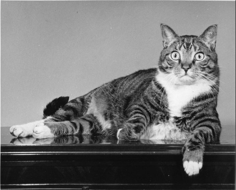 Walter Chandoha is a man who has been photographing cats for 70 years
