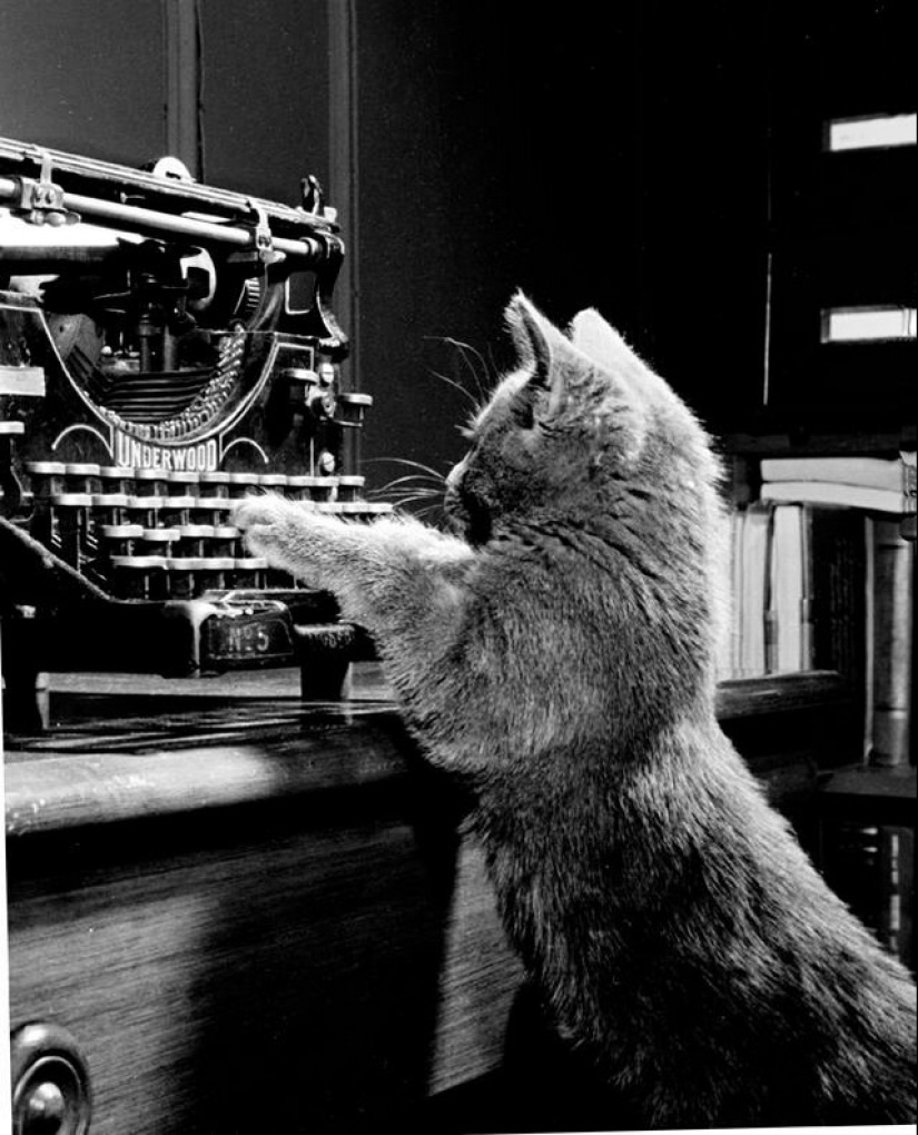 Walter Chandoha is a man who has been photographing cats for 70 years