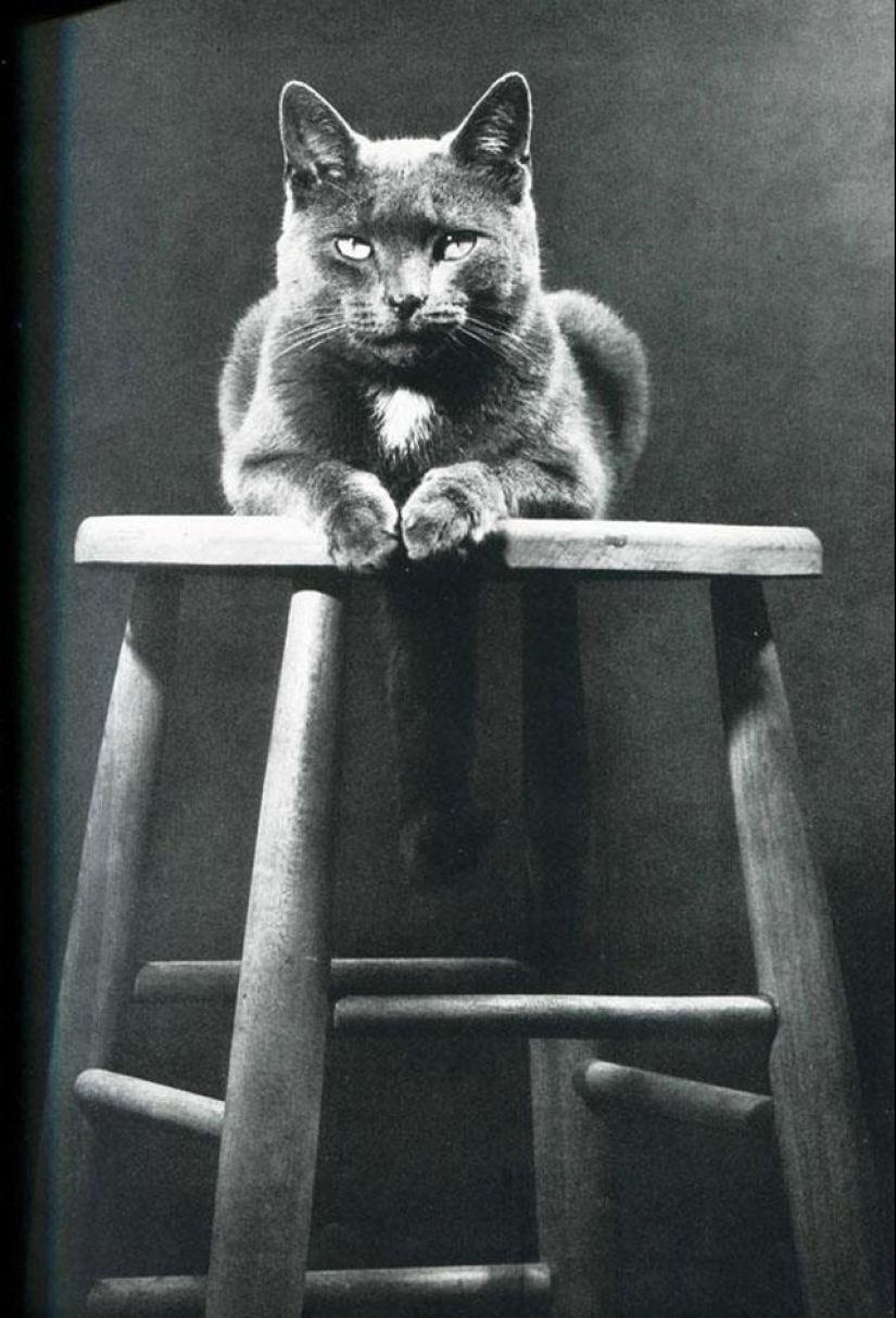 Walter Chandoha is a man who has been photographing cats for 70 years