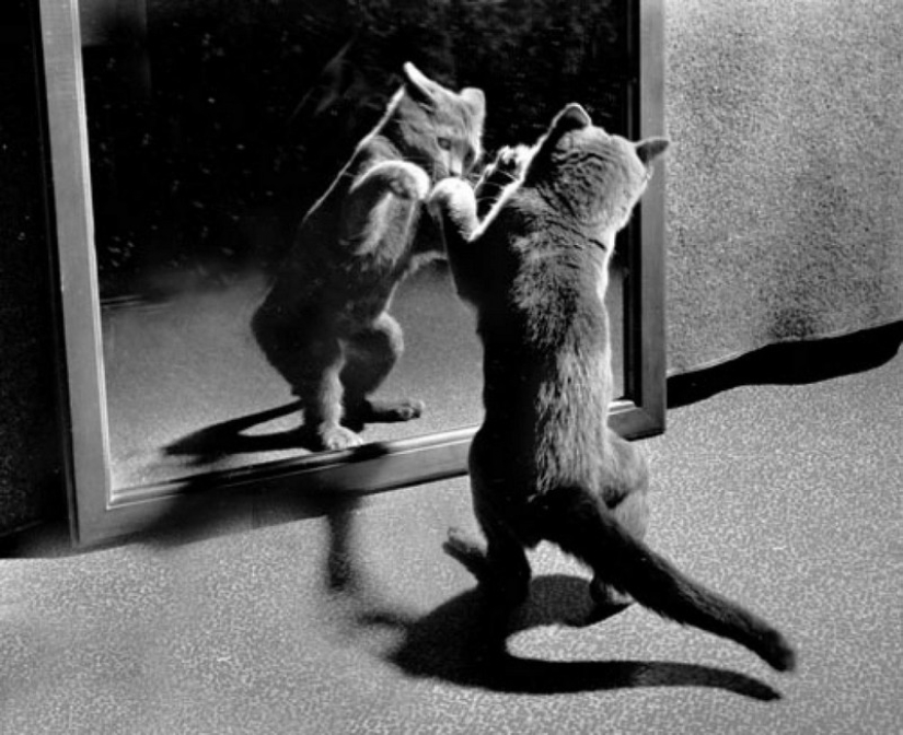 Walter Chandoha is a man who has been photographing cats for 70 years