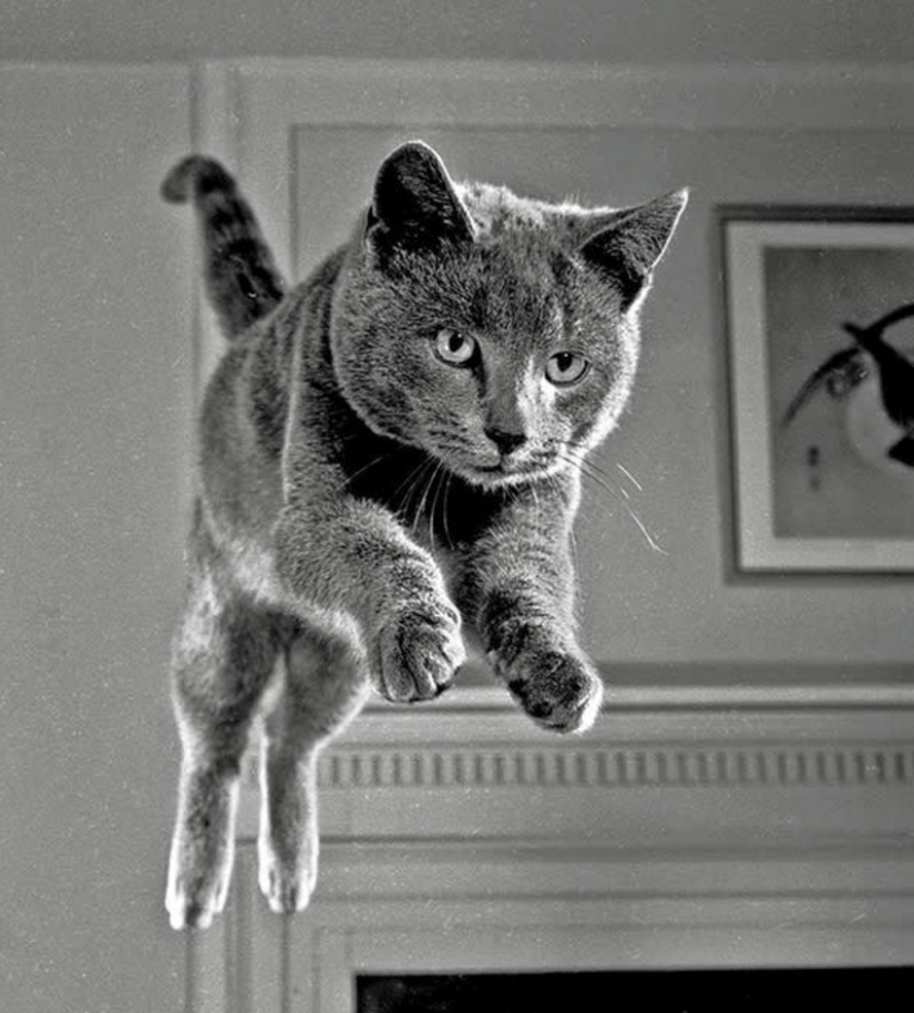 Walter Chandoha is a man who has been photographing cats for 70 years