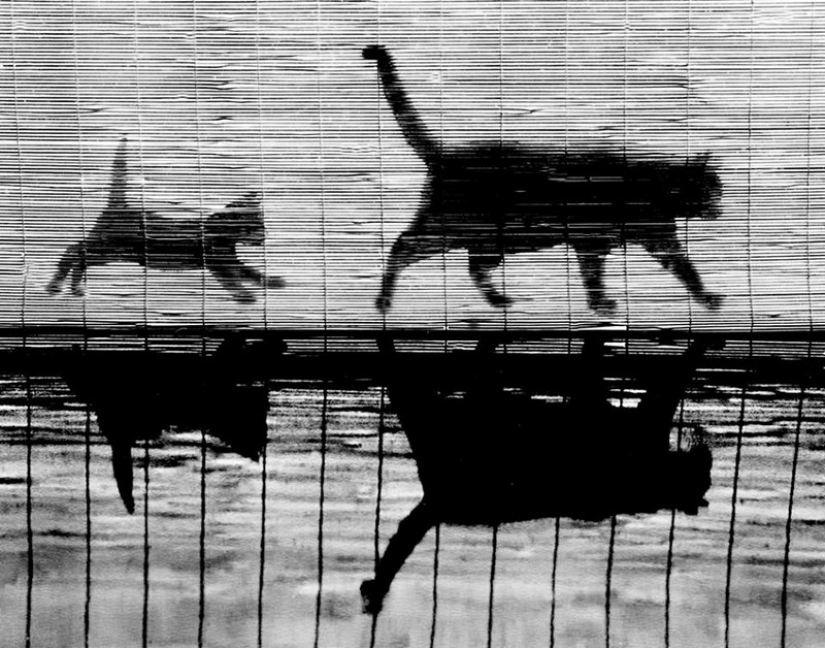 Walter Chandoha is a man who has been photographing cats for 70 years