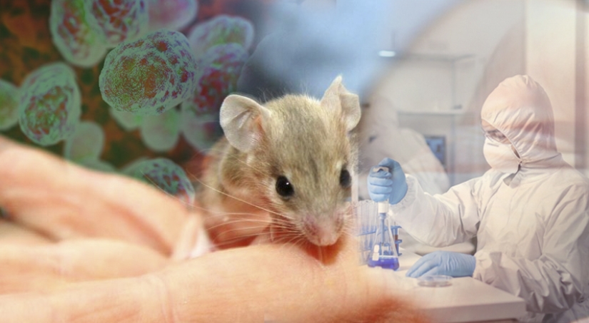 What kind of disease is tularemia and why is it called the “minor plague”