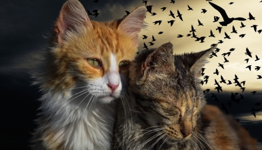 What will happen to our world if suddenly disappear all cats