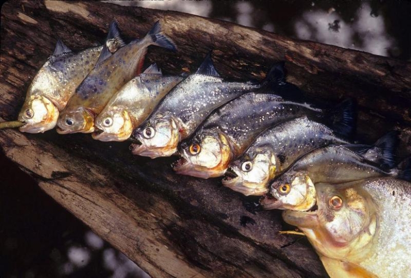 What you need to Know about piranhas: Truth and Fiction