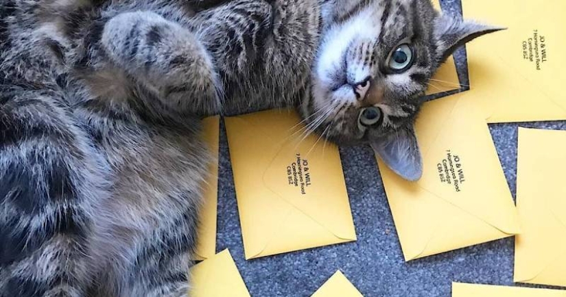 Whiskered delivery: how the Belgians tried to make postmen out of cats Whiskered delivery: how the Belgians tried to make postmen out of cats