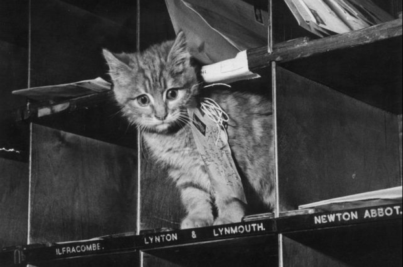 Whiskered delivery: how the Belgians tried to make postmen out of cats Whiskered delivery: how the Belgians tried to make postmen out of cats