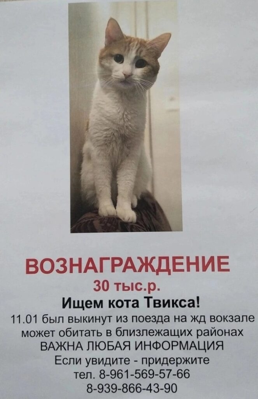 Who is Twix the cat, and why did his story rock Russia? Who is Twix the cat, and why did his story rock Russia?