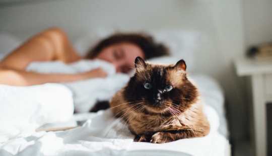 Why do cats like to sleep with women and not with men