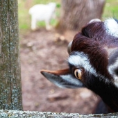 Why do goats have rectangular pupils?