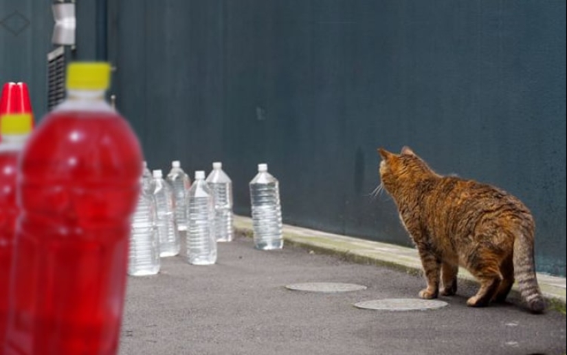 Why do the Japanese put water bottles along fences and poles Why do the Japanese put water bottles along fences and poles