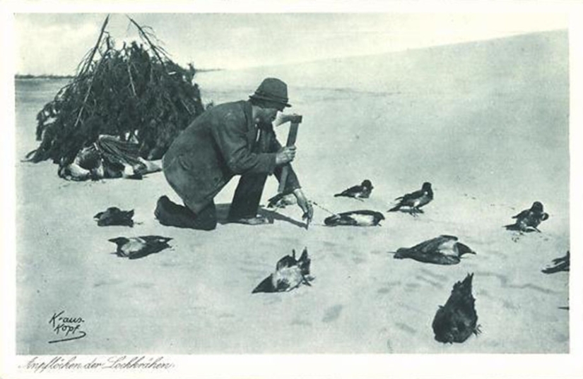 Why Germans bit crows: the story of one very strange photograph