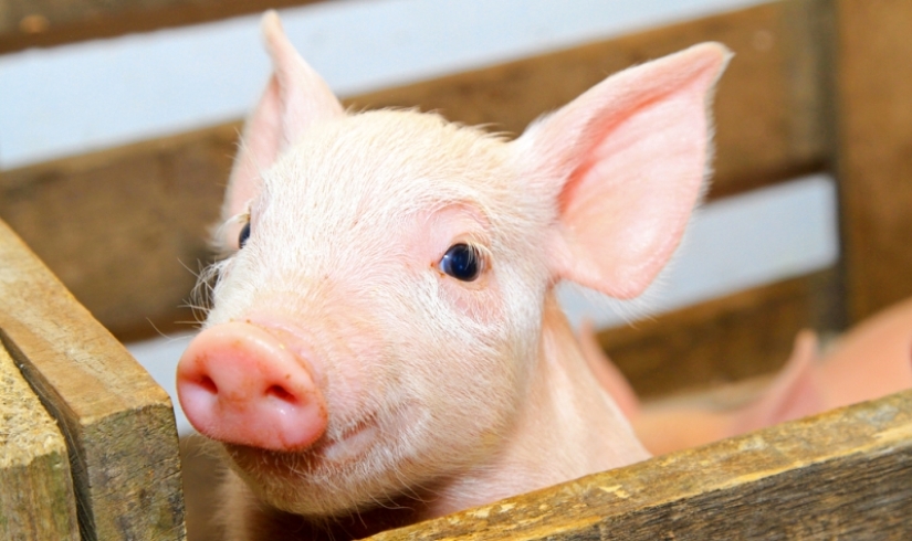 Why pigs are used as organ donors for humans, and not monkeys