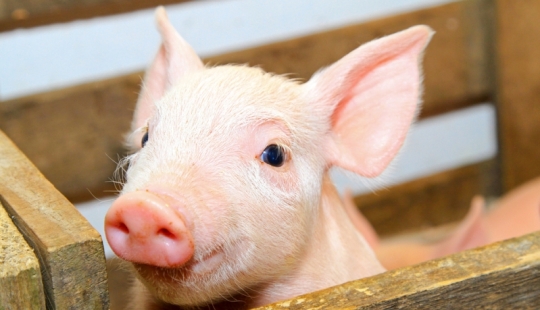 Why pigs are used as organ donors for humans, and not monkeys