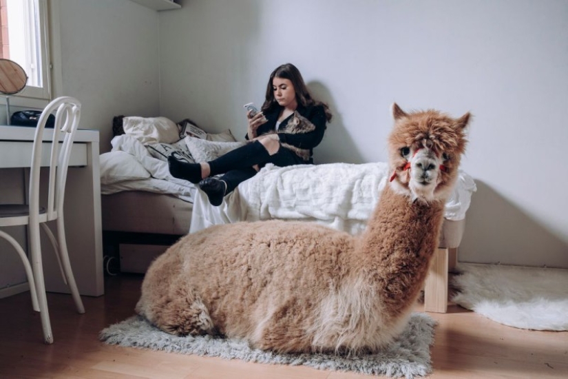 Why the Finns pull to have a pet moose Why the Finns pull to have a pet moose