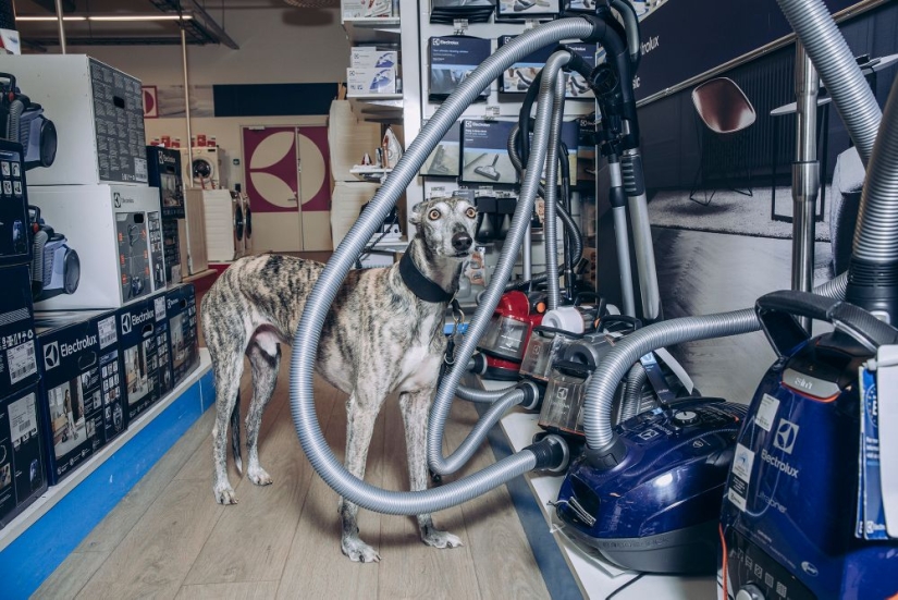 Why the Finns pull to have a pet moose Why the Finns pull to have a pet moose