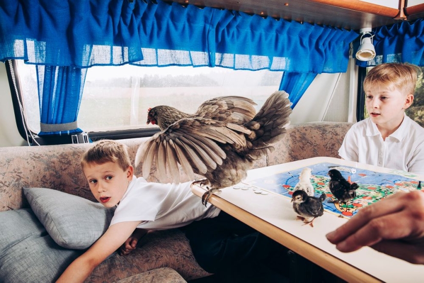 Why the Finns pull to have a pet moose Why the Finns pull to have a pet moose