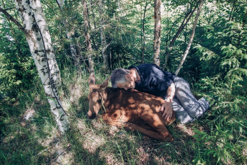 Why the Finns pull to have a pet moose Why the Finns pull to have a pet moose