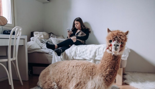 Why the Finns pull to have a pet moose Why the Finns pull to have a pet moose