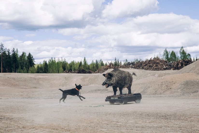 Why the Finns pull to have a pet moose Why the Finns pull to have a pet moose