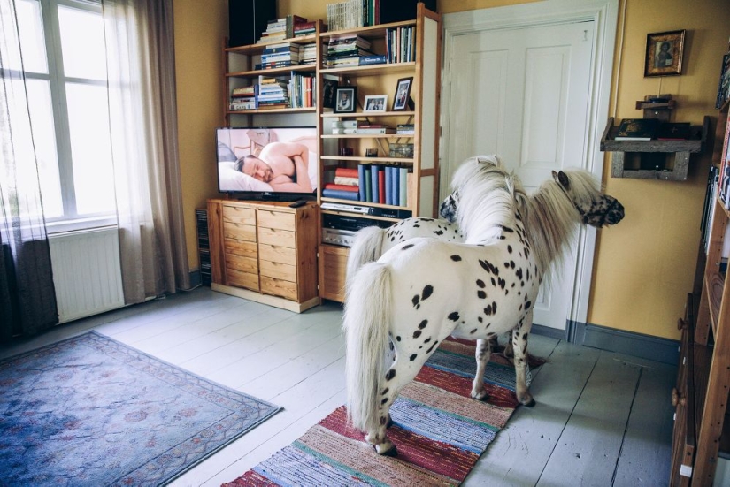 Why the Finns pull to have a pet moose Why the Finns pull to have a pet moose