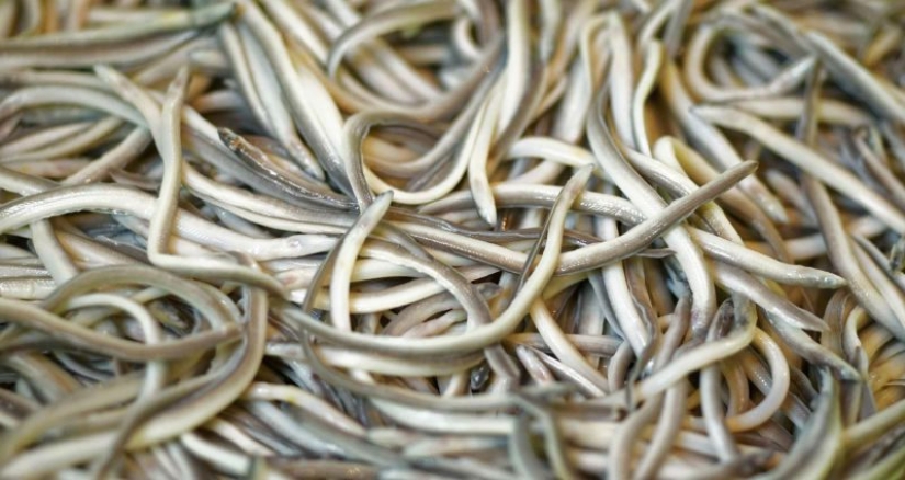 Without taste and color, it costs a thousand euros: how the fry of the river eel turned from animal feed into a delicacy Without taste and color, it costs a thousand euros: how the fry of the river eel turned from animal feed into a delicacy