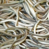Without taste and color, it costs a thousand euros: how the fry of the river eel turned from animal feed into a delicacy