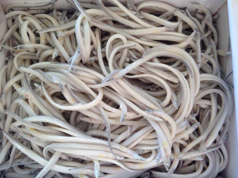 Without taste and color, it costs a thousand euros: how the fry of the river eel turned from animal feed into a delicacy Without taste and color, it costs a thousand euros: how the fry of the river eel turned from animal feed into a delicacy