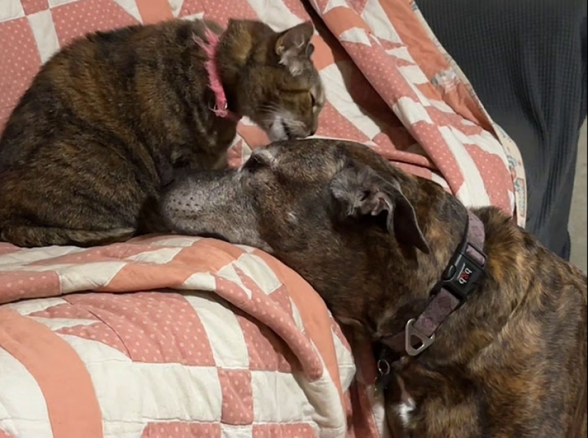 Woman Shares Video Of Her Dog Asking Cat Best Friend For A ‘Bath,’ It Goes Viral Online Woman Shares Video Of Her Dog Asking Cat Best Friend For A ‘Bath,’ It Goes Viral Online