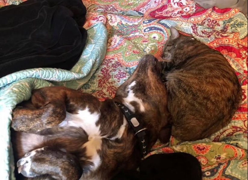 Woman Shares Video Of Her Dog Asking Cat Best Friend For A ‘Bath,’ It Goes Viral Online Woman Shares Video Of Her Dog Asking Cat Best Friend For A ‘Bath,’ It Goes Viral Online