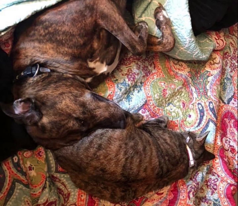 Woman Shares Video Of Her Dog Asking Cat Best Friend For A ‘Bath,’ It Goes Viral Online Woman Shares Video Of Her Dog Asking Cat Best Friend For A ‘Bath,’ It Goes Viral Online