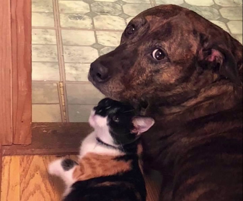 Woman Shares Video Of Her Dog Asking Cat Best Friend For A ‘Bath,’ It Goes Viral Online Woman Shares Video Of Her Dog Asking Cat Best Friend For A ‘Bath,’ It Goes Viral Online