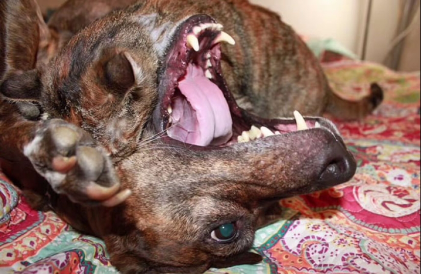 Woman Shares Video Of Her Dog Asking Cat Best Friend For A ‘Bath,’ It Goes Viral Online Woman Shares Video Of Her Dog Asking Cat Best Friend For A ‘Bath,’ It Goes Viral Online
