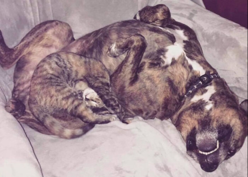 Woman Shares Video Of Her Dog Asking Cat Best Friend For A ‘Bath,’ It Goes Viral Online Woman Shares Video Of Her Dog Asking Cat Best Friend For A ‘Bath,’ It Goes Viral Online